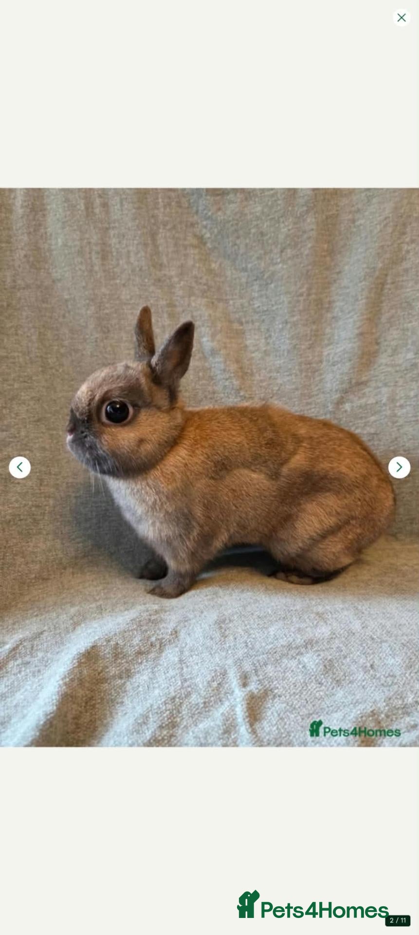 Netherland Dwarf rabbits Netherland dwarf bunny looking for a new home - Advert 1