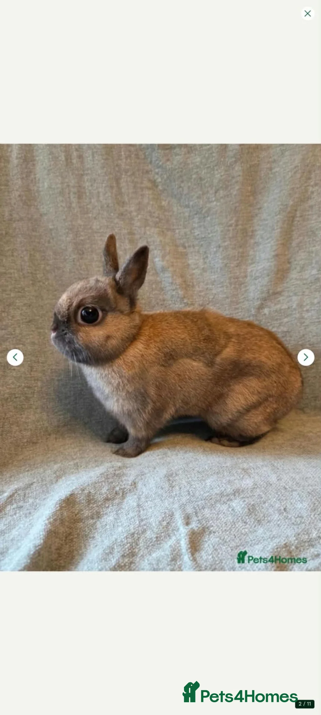 Netherland Dwarf rabbits for sale: Netherland dwarf bunny looking for a new home in Liverpool - Advert 1