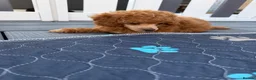 Toy Poodle dogs for sale: Exquisite KC Reg Toy Poodle  in Larkhall - Advert 16
