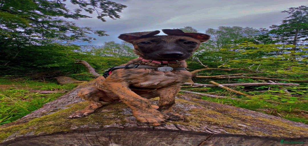 Gallery Image {{count}}