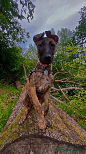 Gallery Image {{count}}