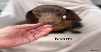 Miniature Dachshund dogs - Advert 7