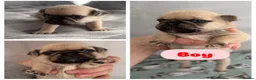 Pug dogs for sale: Beautiful Purebred Pug Pups (Parents can be seen) - Advert 7