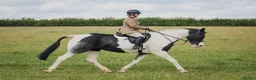 Irish Draught horses for sale: Id X maxi cob type Family friendly mare available  - Advert 1