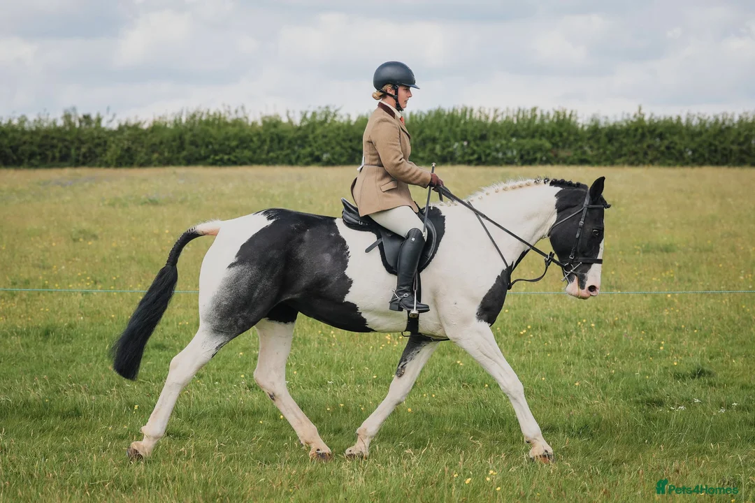 Irish Draught horses for sale: Id X maxi cob type Family friendly mare available  - Advert 1