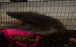 Mini Lion Lop rabbits for sale: This is mars, a fluffy black mini lion head  - Advert 1