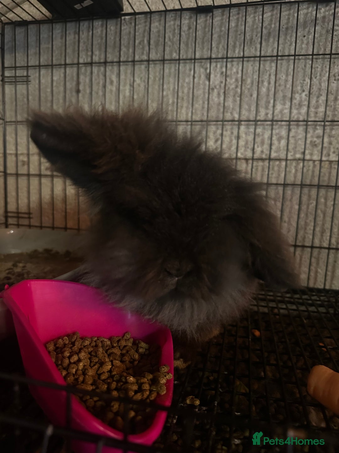 Mini Lion Lop rabbits for sale: This is mars, a fluffy black mini lion head  - Advert 1