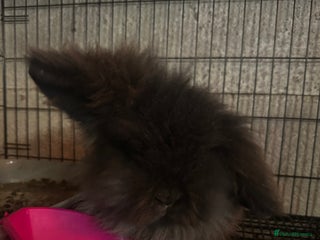 Mini Lion Lop rabbits This is mars, a fluffy black mini lion head - Advert 1