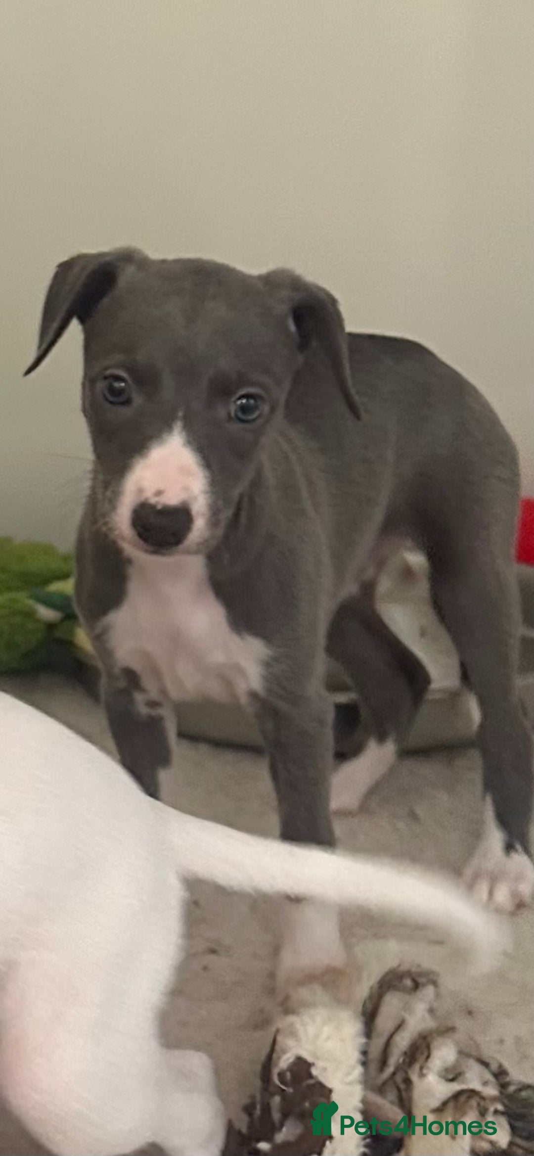 Whippet dogs for sale: Pedigree whippet puppy’s  - Advert 16