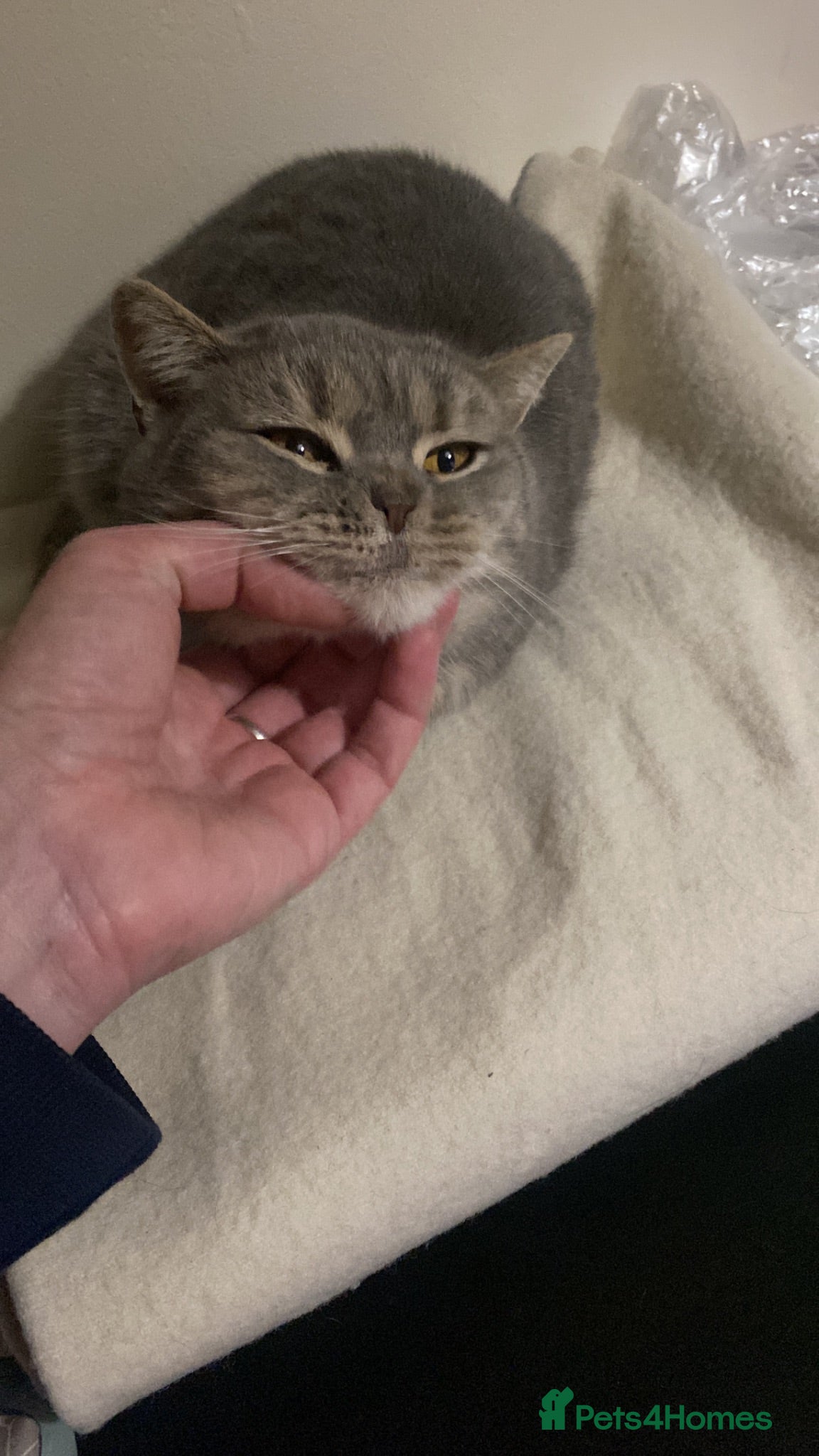 British Shorthair cats Kittens  - Advert 1
