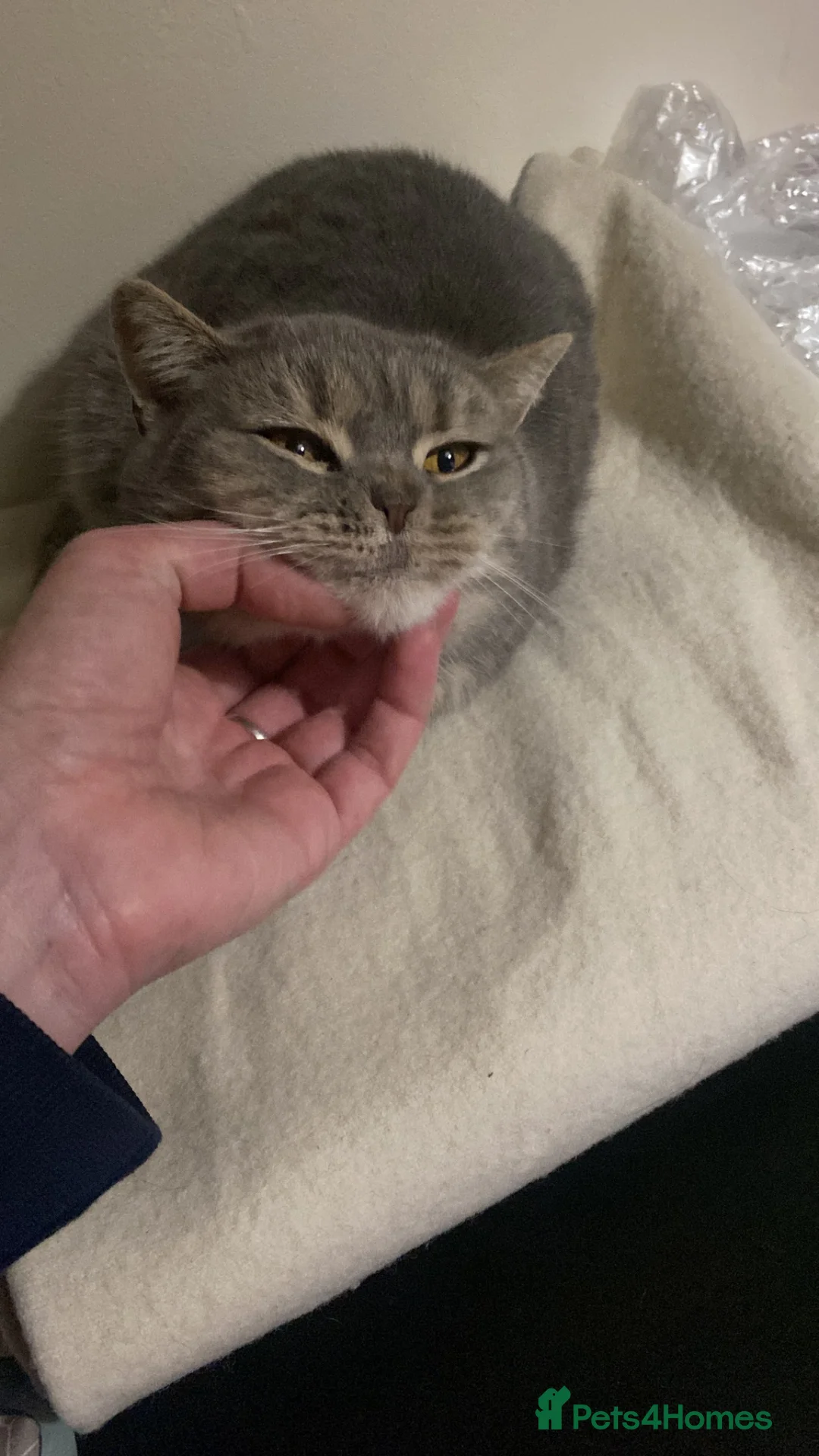British Shorthair cats for sale: Kittens  - Advert 1
