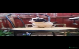 Maltese dogs for sale: Maltese - Image 3