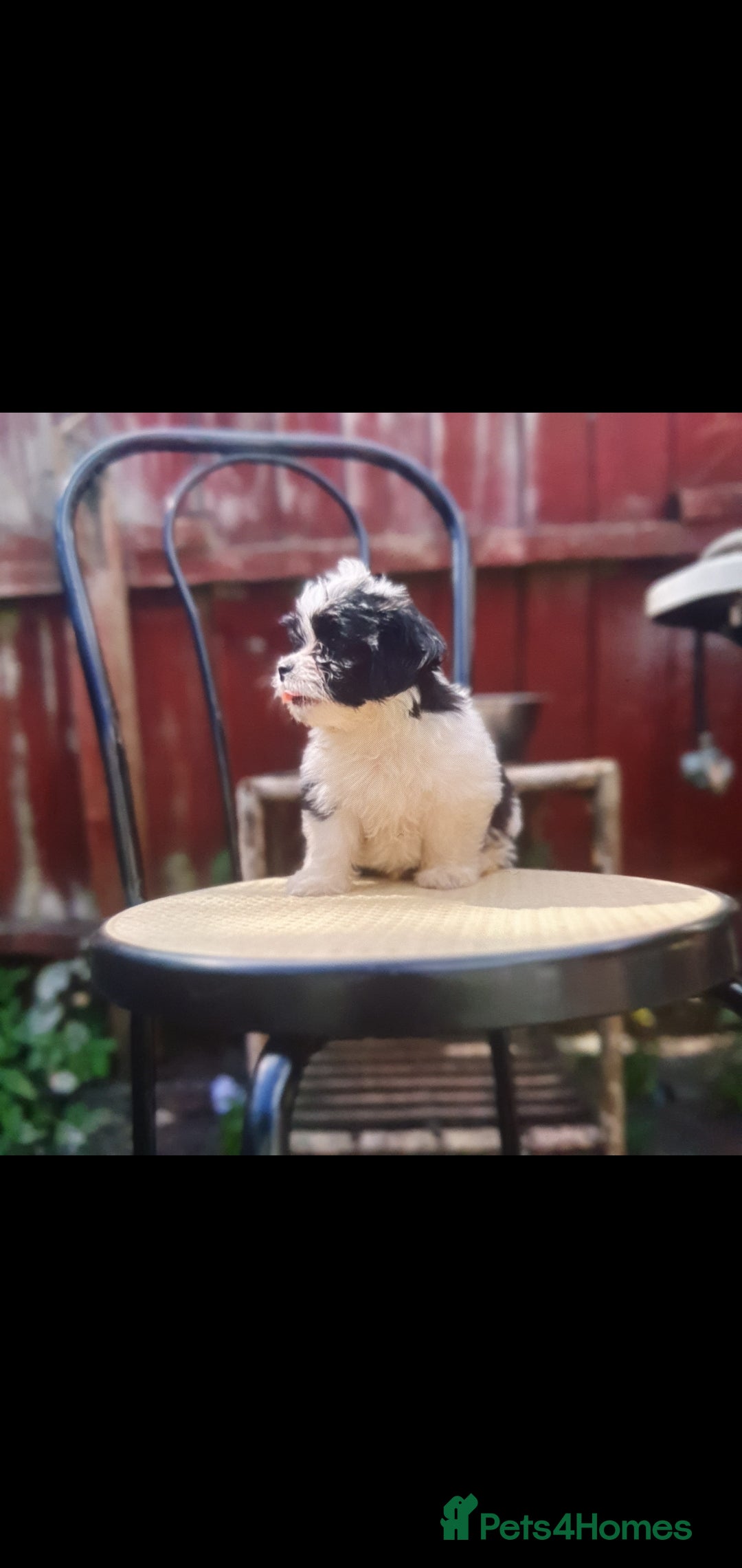 Maltese dogs for sale: Maltese - Image 3