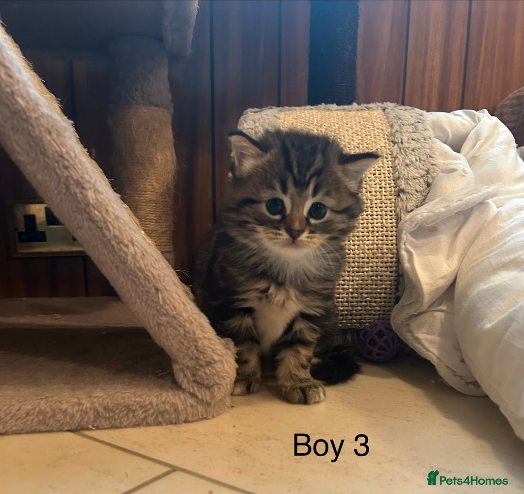 Bengal cats for sale: ❗️All reserved ❗️Bengal Cross Kittens - Advert 10