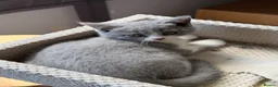 British Shorthair cats for sale:   British Shorthair male kitten for sale. - Advert 2