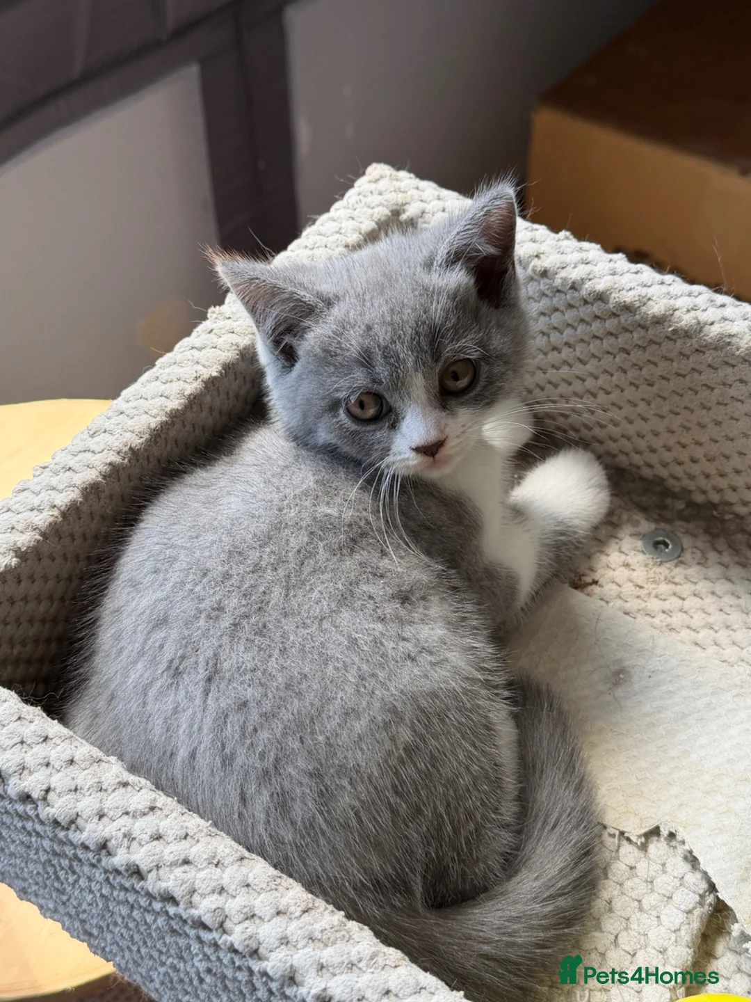 British Shorthair cats for sale:   British Shorthair male kitten for sale. - Advert 2