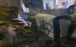 Angelfish fish for sale: Various fish - Image 4