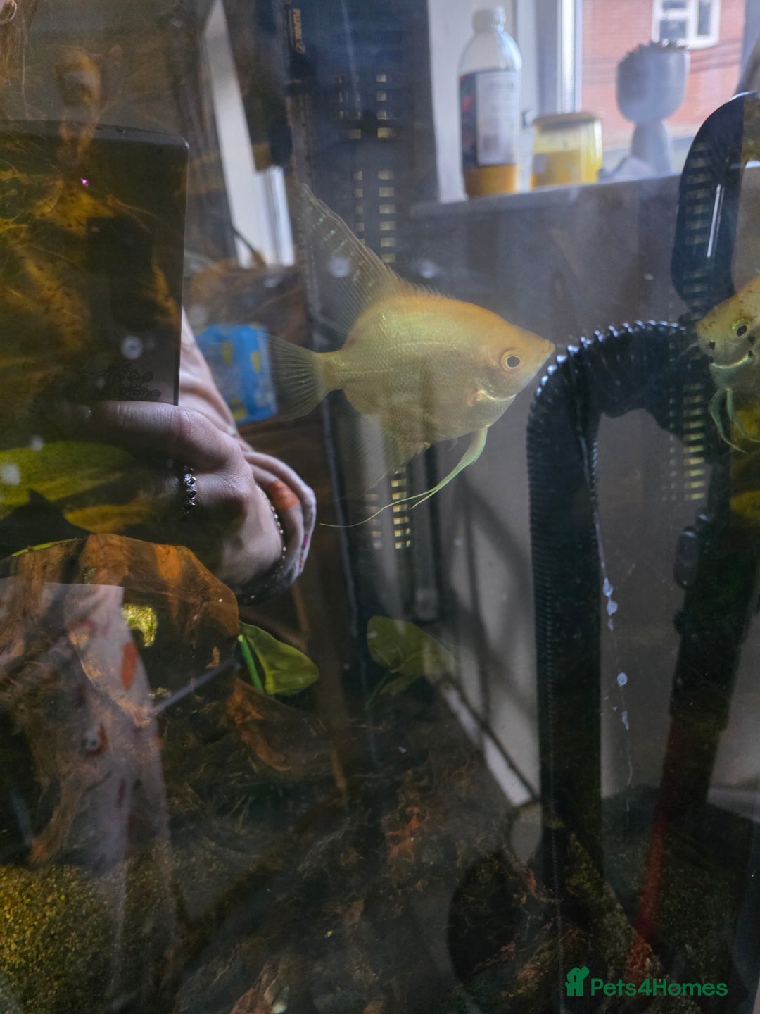Angelfish fish for sale: Various fish - Image 4