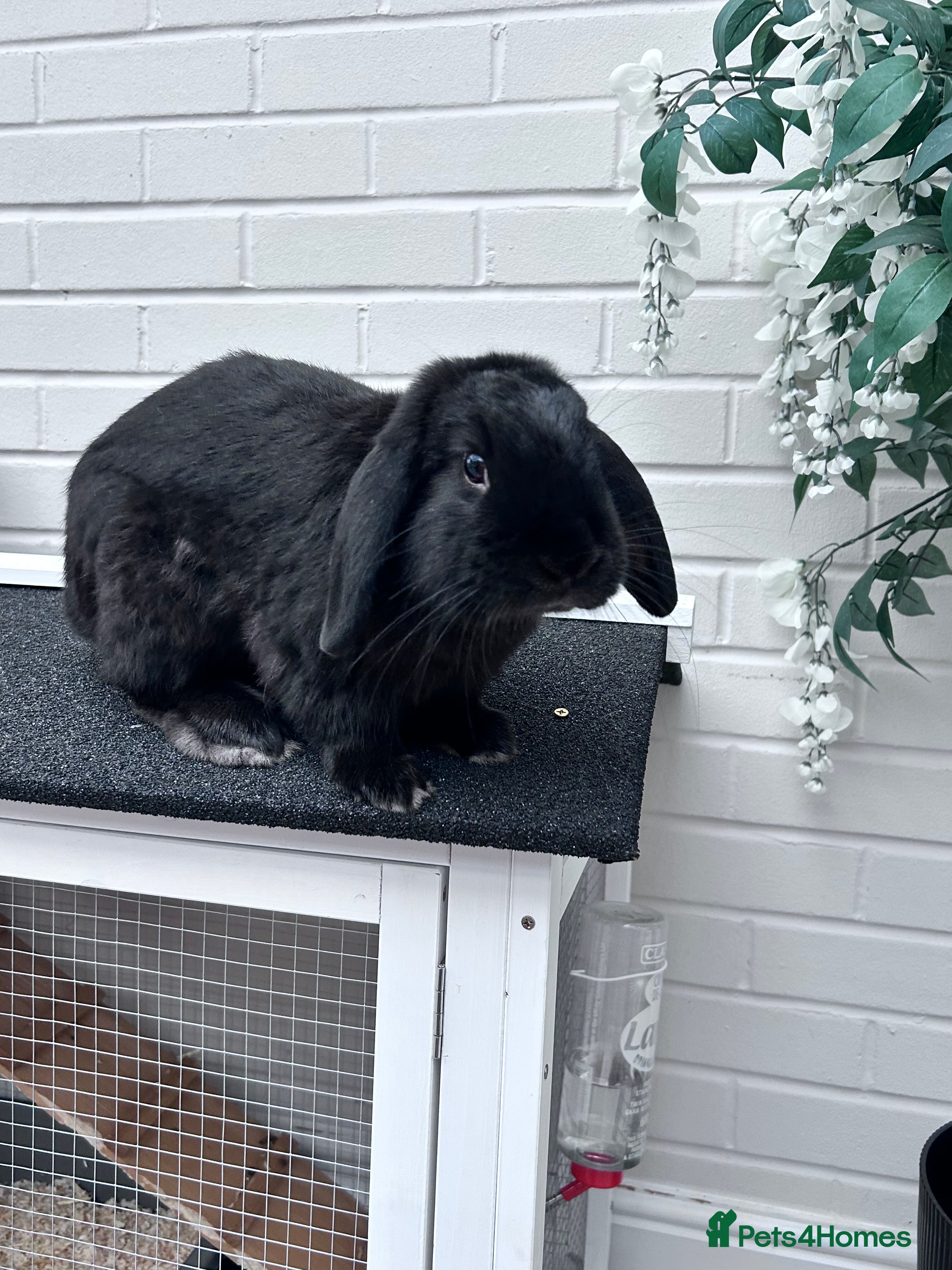 Mini Lop rabbits Male mini lop house rabbit 11 months old - Advert 8