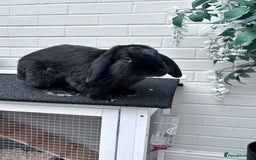 Mini Lop rabbits for sale: Male mini lop house rabbit 11 months old - Image 1