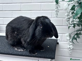 Mini Lop rabbits - Advert 25