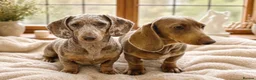 Miniature Dachshund dogs for sale: KC Miniature Dachshund Puppies in Birmingham - Advert 5