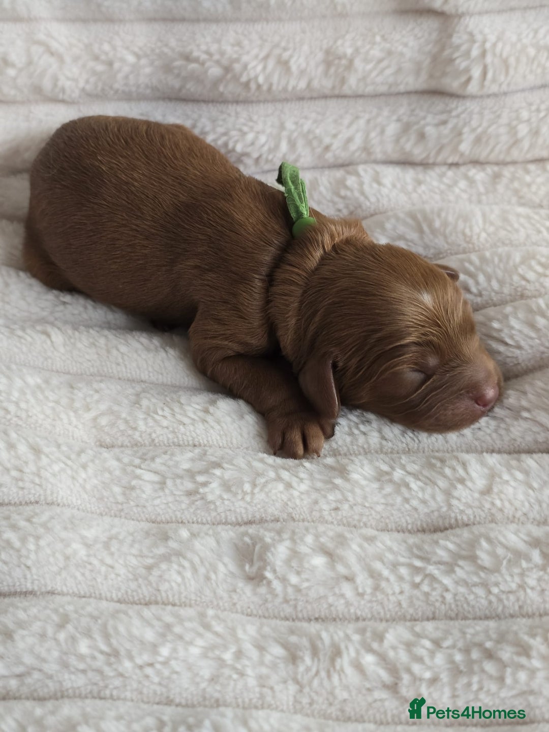 Cavapoo dogs for sale: Cavapoo Toy F1 ❤️ DNA TESTED - Advert 5