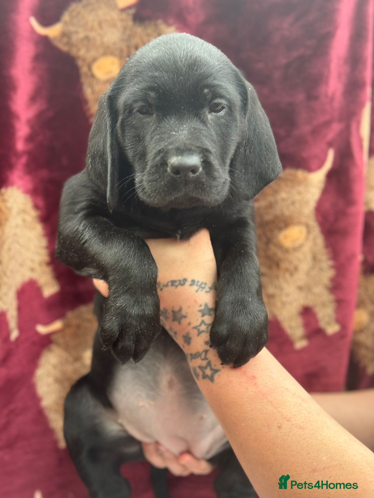 Goldador dogs Ready to leave!  - Advert 2