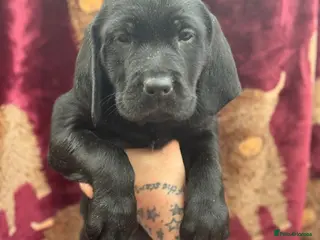 Goldador dogs Ready to leave! £1000 - Advert 1