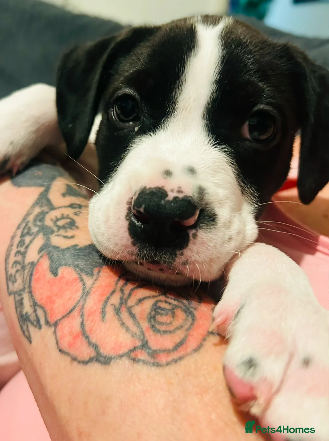 Presa Canario dogs for sale: Presa canario  - Advert 3