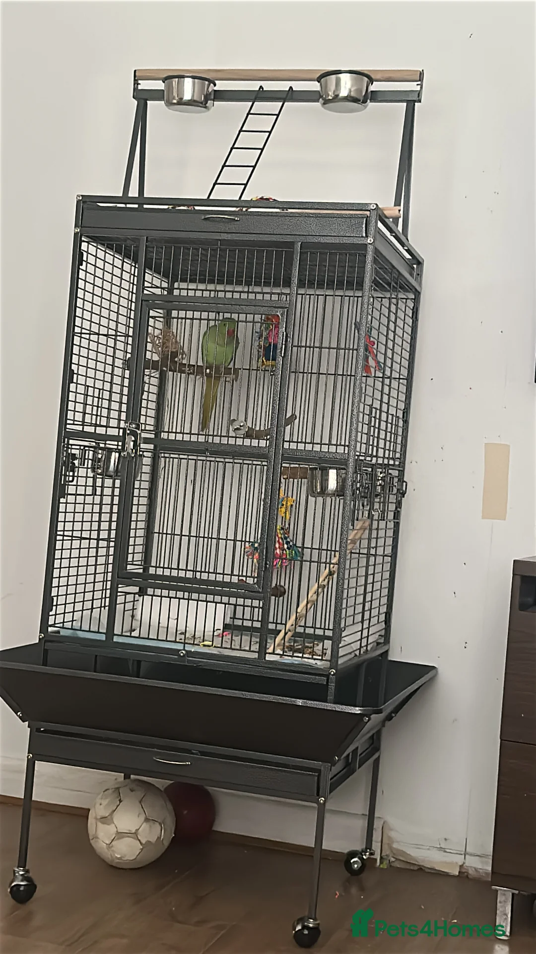 Ringnecks birds for sale: Indian ring neck  in Watford - Advert 2