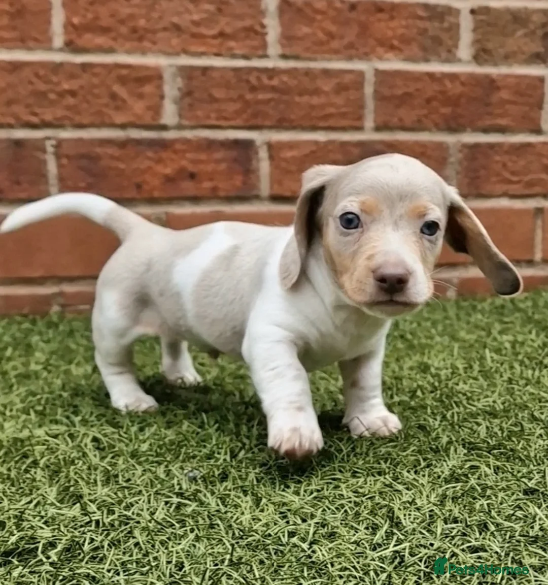 Miniature Dachshund dogs for stud: BLUE DAPPLE PIEBALD STUD CARRYING LONG HAIR CHOCO in Liverpool - Advert 19