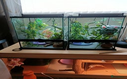 Gecko reptiles for sale: 2 Crested Geckos  - Image 1