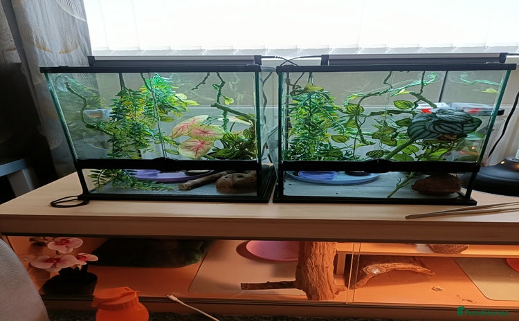 Gecko reptiles for sale - Advert 1