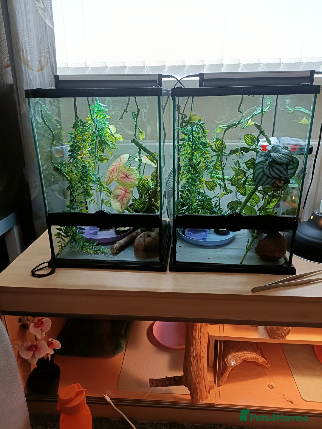Gecko reptiles for sale: 2 Crested Geckos  - Image 1