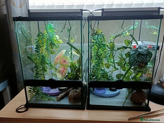 Gecko reptiles - Advert 2