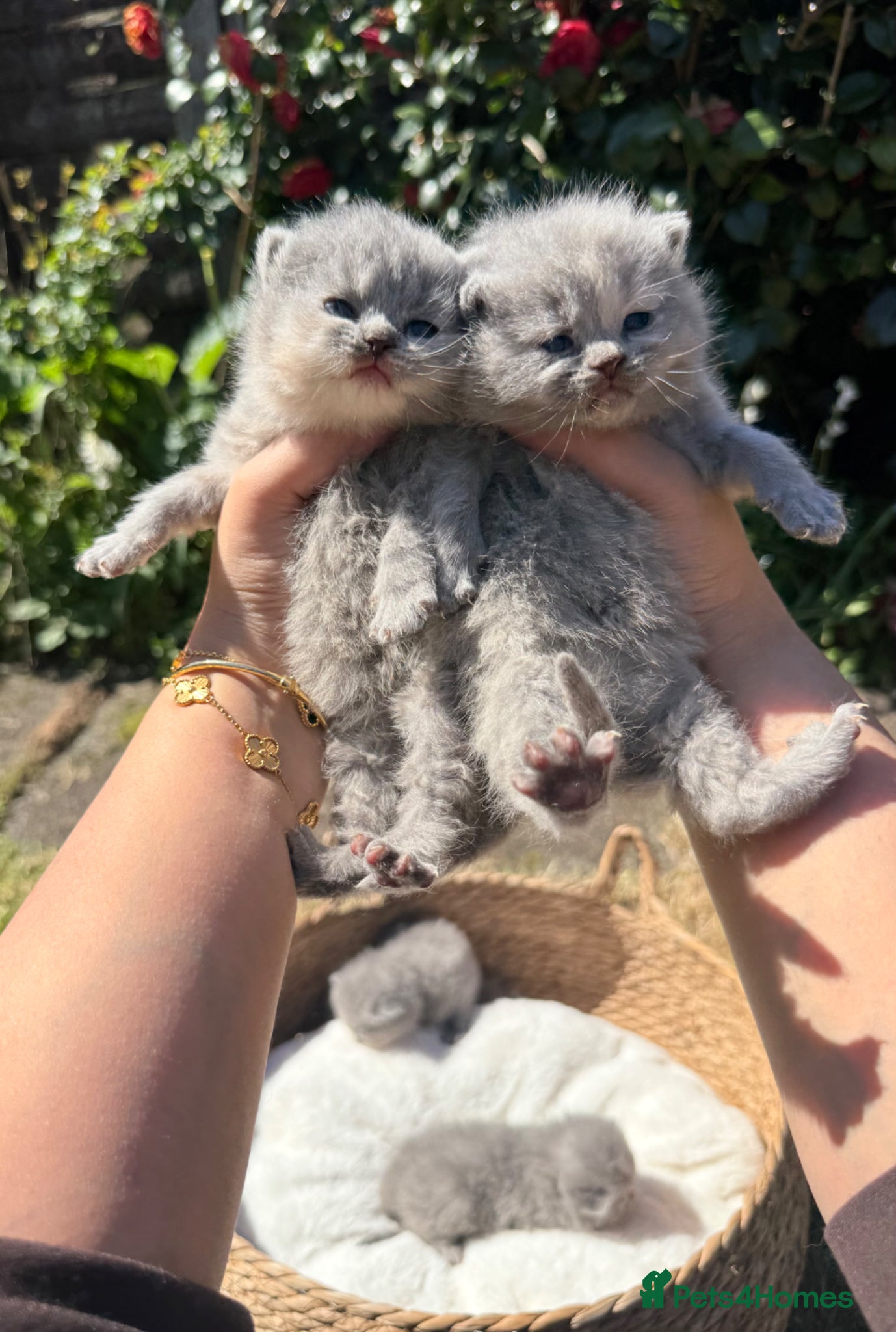 British Shorthair cats 🌈 🏆 supreme champion 💙BSH 🏆 🧸 - Advert 2