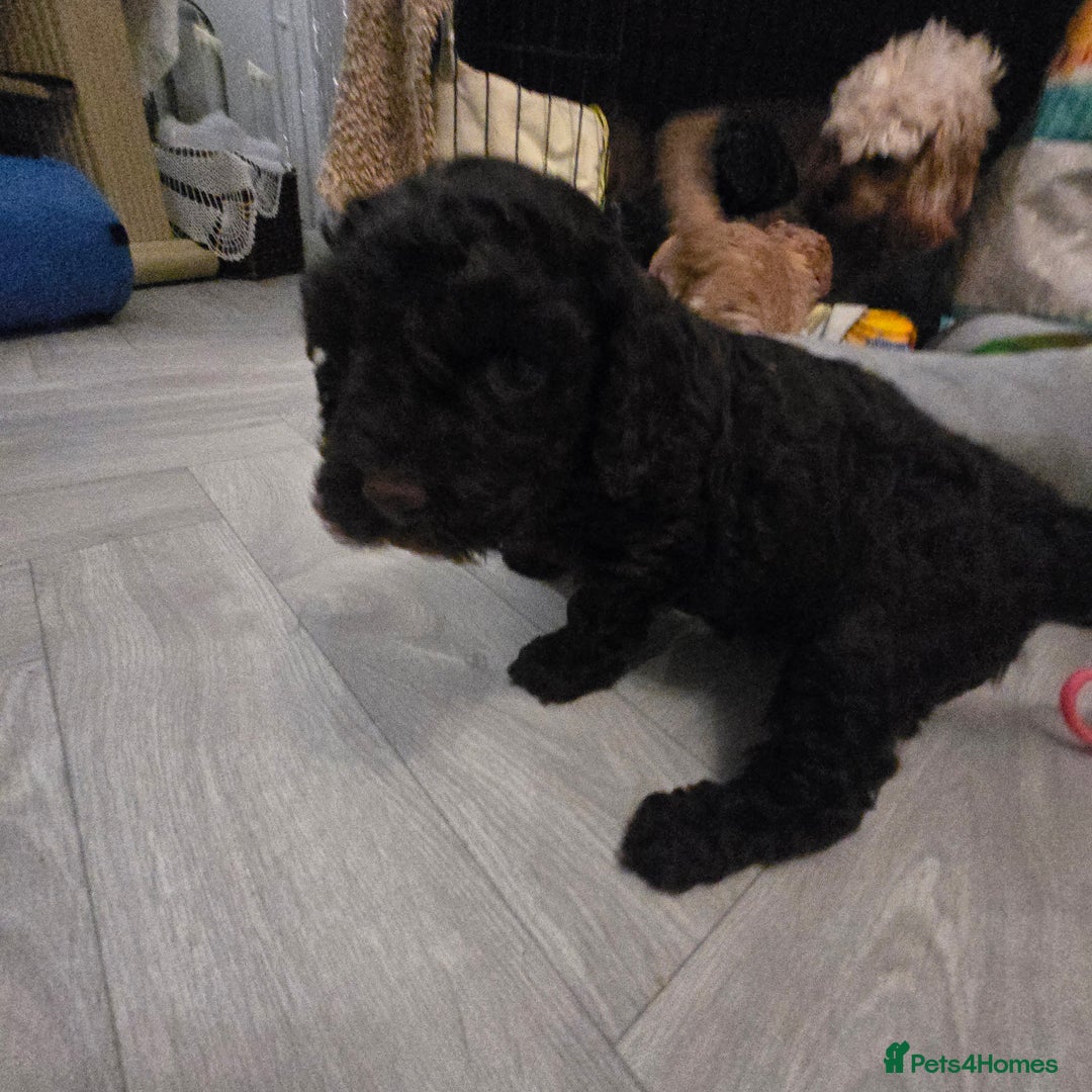 Cavapoo dogs for sale: Teddy bear cavapoo  - Advert 28