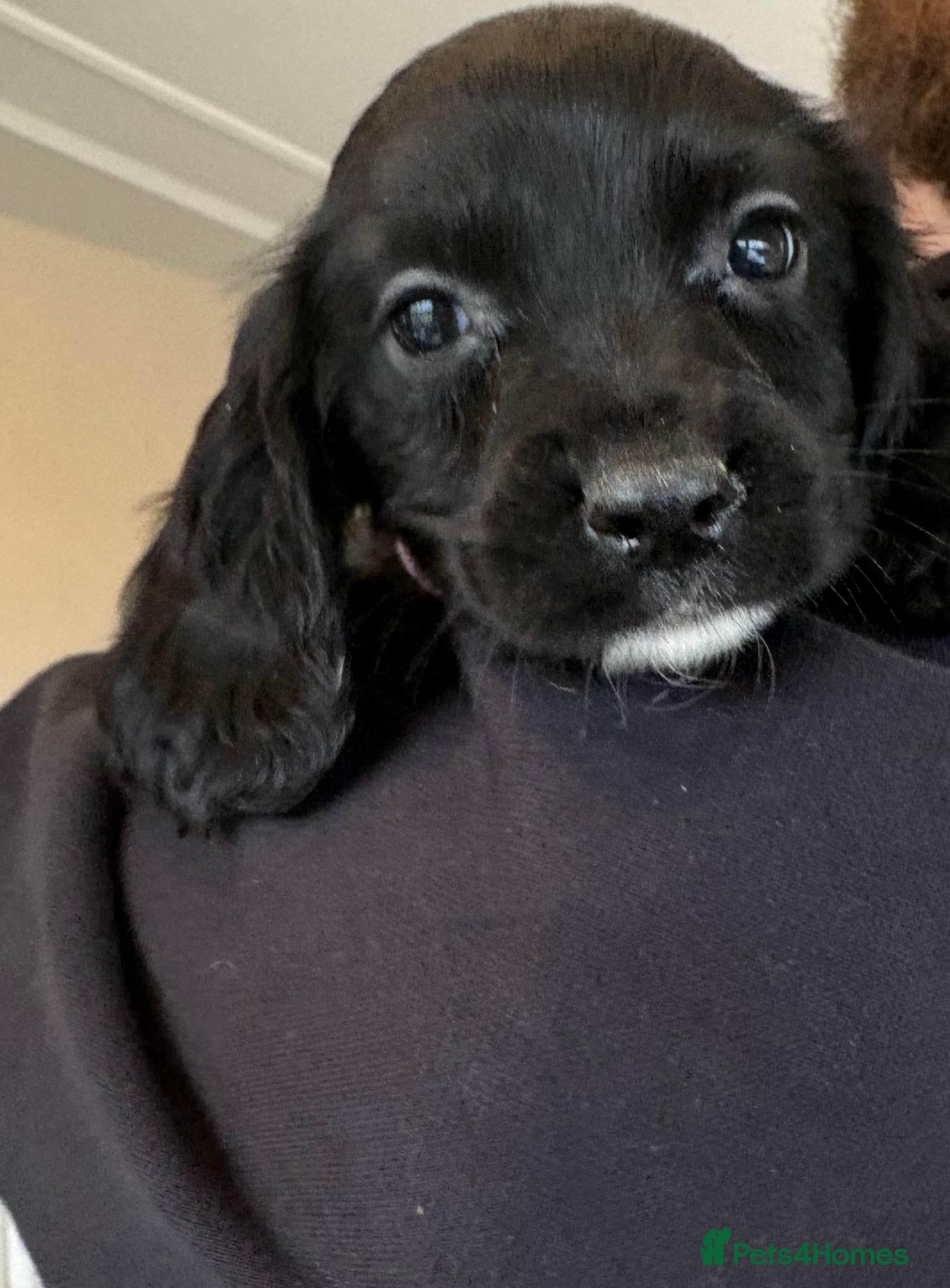 Sprocker dogs Beautiful Sprocker Puppies  - Advert 12