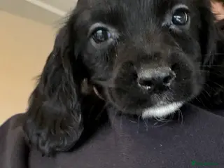 Sprocker dogs Beautiful Sprocker Puppies - Advert 12