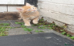 Mixed Breed cats for sale: Adorable kitten for sale - Image 6