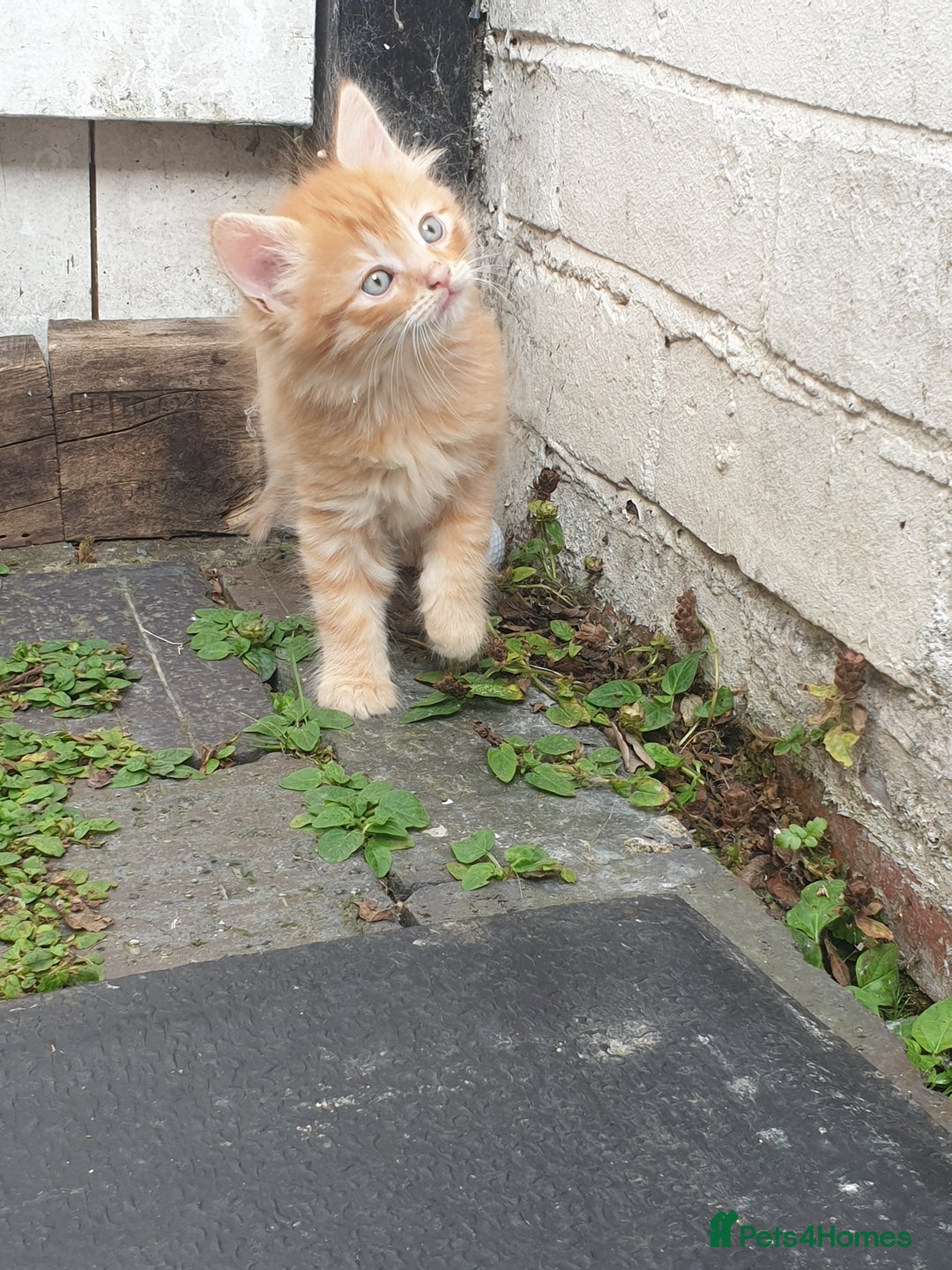 Mixed Breed cats for sale: Adorable kitten for sale - Image 6