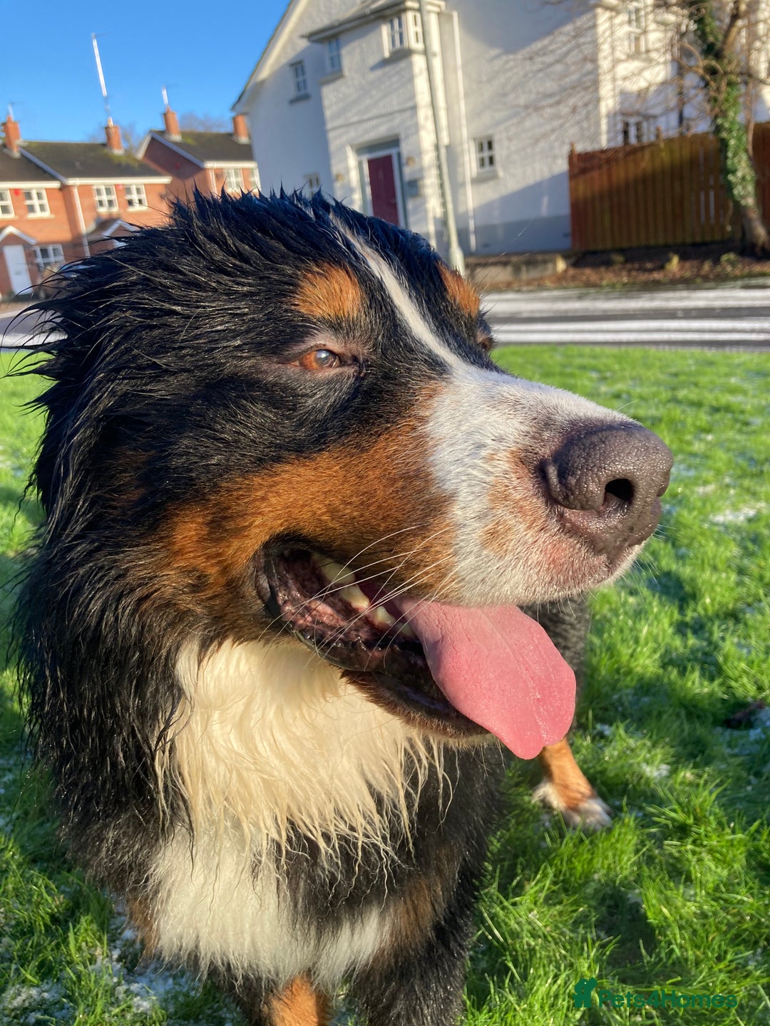 Bernese Mountain Dog dogs for stud: Bernese mountain STUD - Image 8
