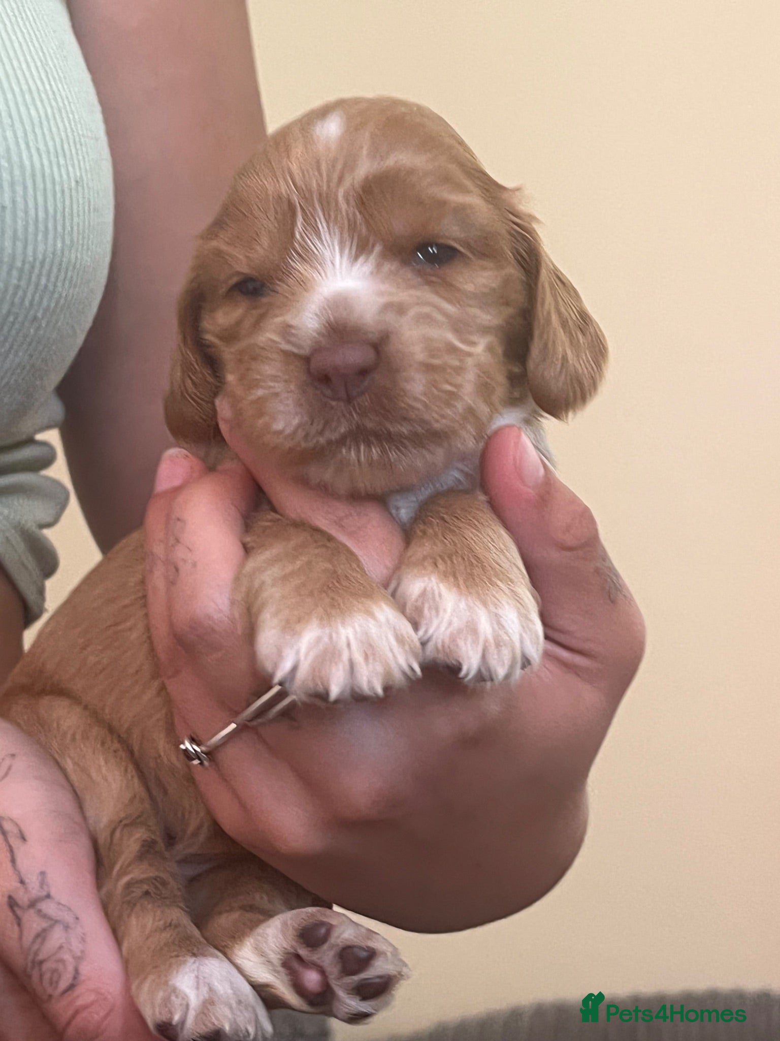 Cocker Spaniel dogs Full bred working cocker spaniel puppies - Advert 2