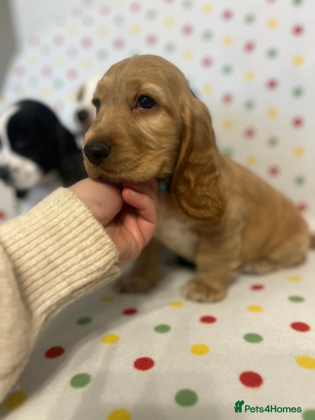 Cocker Spaniel dogs for sale: Show cocker spaniels  - Advert 7