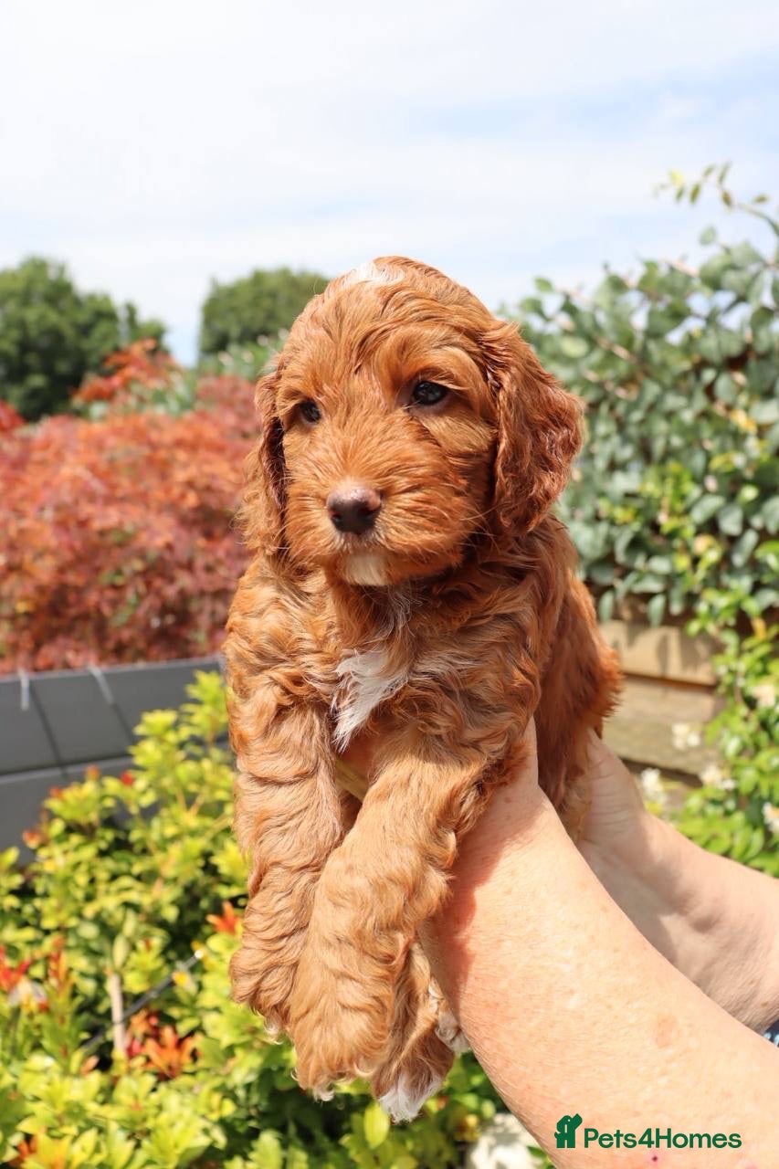 Cockapoo dogs Stunning F1 puppies Champions Bloodlines  - Advert 2