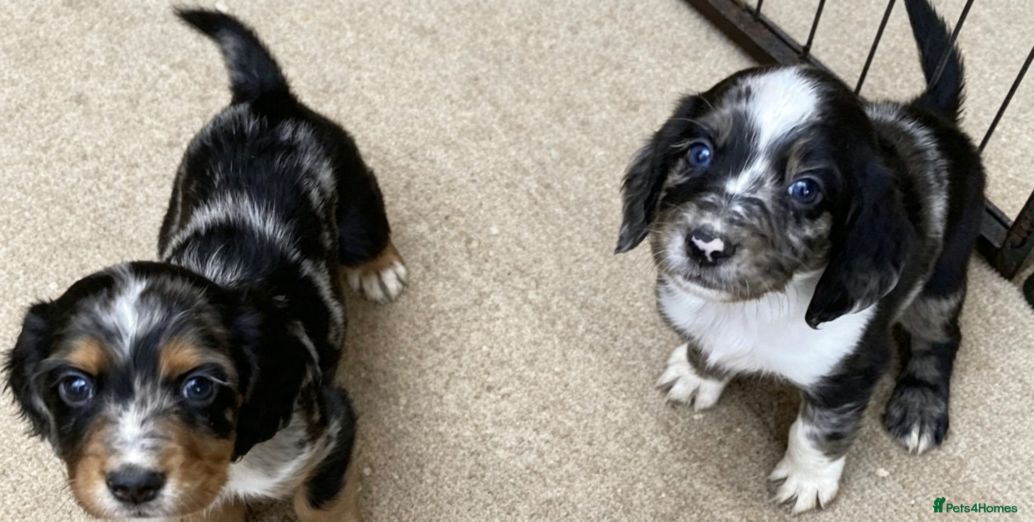 Cocker Spaniel dogs Cocker spaniel puppies - Advert 18
