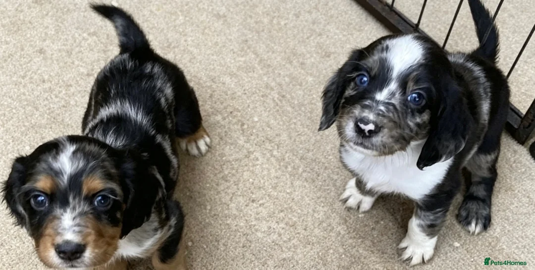 Cocker Spaniel dogs for sale: Cocker spaniel puppies - Advert 1
