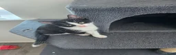 Mixed Breed cats for sale: 1 female kitten  - Advert 3
