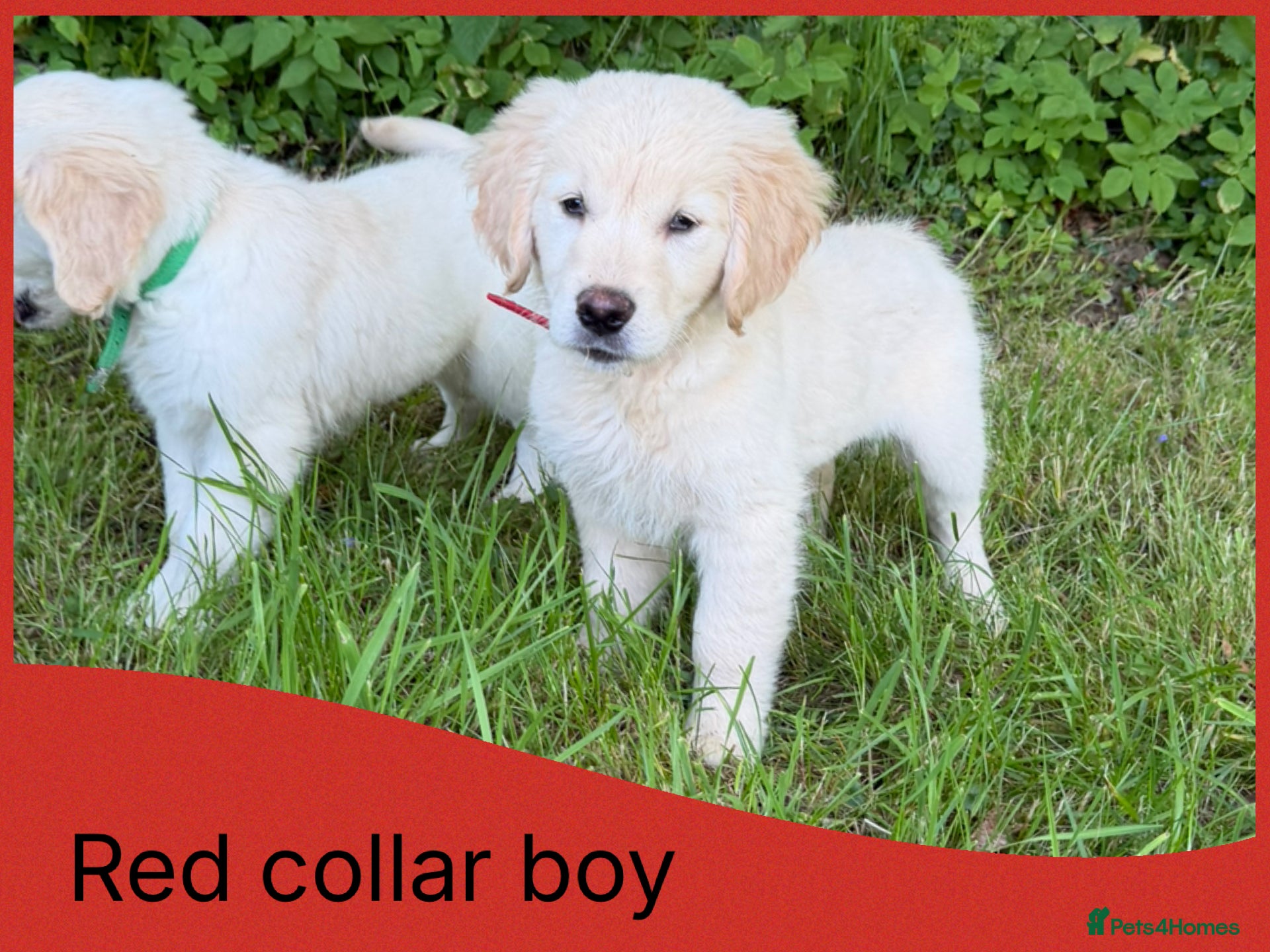 Golden Retriever dogs KC Registered Golden Retriever Pups  - Advert 2